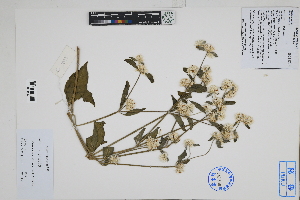  ( - Peru18053)  @11 [ ] CreativeCommons  Attribution Non-Commercial Share-Alike  Unspecified Herbarium of South China Botanical Garden