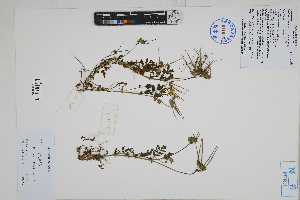  ( - Peru18055)  @11 [ ] CreativeCommons  Attribution Non-Commercial Share-Alike  Unspecified Herbarium of South China Botanical Garden