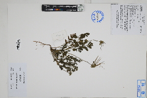  ( - Peru18066)  @11 [ ] CreativeCommons  Attribution Non-Commercial Share-Alike  Unspecified Herbarium of South China Botanical Garden