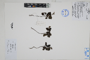  (Salvia rhombifolia - Peru18098)  @11 [ ] CreativeCommons  Attribution Non-Commercial Share-Alike  Unspecified Herbarium of South China Botanical Garden