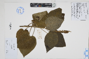  ( - Peru18100)  @11 [ ] CreativeCommons  Attribution Non-Commercial Share-Alike  Unspecified Herbarium of South China Botanical Garden