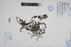  ( - Peru18104)  @11 [ ] CreativeCommons  Attribution Non-Commercial Share-Alike  Unspecified Herbarium of South China Botanical Garden