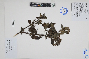  ( - Peru18108)  @11 [ ] CreativeCommons  Attribution Non-Commercial Share-Alike  Unspecified Herbarium of South China Botanical Garden