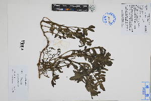 ( - Peru18114)  @11 [ ] CreativeCommons  Attribution Non-Commercial Share-Alike  Unspecified Herbarium of South China Botanical Garden
