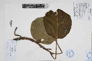  ( - Peru18121)  @11 [ ] CreativeCommons  Attribution Non-Commercial Share-Alike  Unspecified Herbarium of South China Botanical Garden