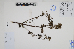  (Hyptis sp - Peru18135)  @11 [ ] CreativeCommons  Attribution Non-Commercial Share-Alike  Unspecified Herbarium of South China Botanical Garden