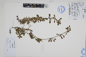  ( - Peru18140)  @11 [ ] CreativeCommons  Attribution Non-Commercial Share-Alike  Unspecified Herbarium of South China Botanical Garden