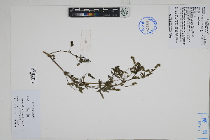  ( - Peru18144)  @11 [ ] CreativeCommons  Attribution Non-Commercial Share-Alike  Unspecified Herbarium of South China Botanical Garden