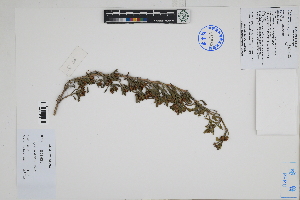  ( - Peru18146)  @11 [ ] CreativeCommons  Attribution Non-Commercial Share-Alike  Unspecified Herbarium of South China Botanical Garden