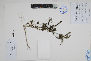  ( - Peru18147)  @11 [ ] CreativeCommons  Attribution Non-Commercial Share-Alike  Unspecified Herbarium of South China Botanical Garden