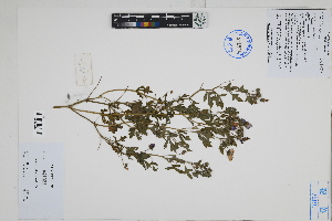  ( - Peru18152)  @11 [ ] CreativeCommons  Attribution Non-Commercial Share-Alike  Unspecified Herbarium of South China Botanical Garden
