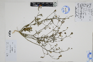  ( - Peru18154)  @11 [ ] CreativeCommons  Attribution Non-Commercial Share-Alike  Unspecified Herbarium of South China Botanical Garden