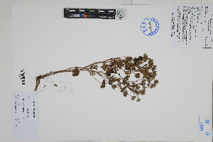  ( - Peru18156)  @11 [ ] CreativeCommons  Attribution Non-Commercial Share-Alike  Unspecified Herbarium of South China Botanical Garden