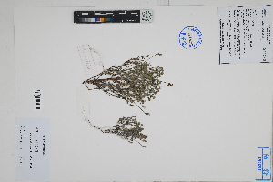  ( - Peru18157)  @11 [ ] CreativeCommons  Attribution Non-Commercial Share-Alike  Unspecified Herbarium of South China Botanical Garden