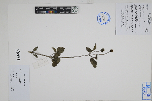  (Bidens sp - Peru18159b)  @11 [ ] CreativeCommons  Attribution Non-Commercial Share-Alike  Unspecified Herbarium of South China Botanical Garden