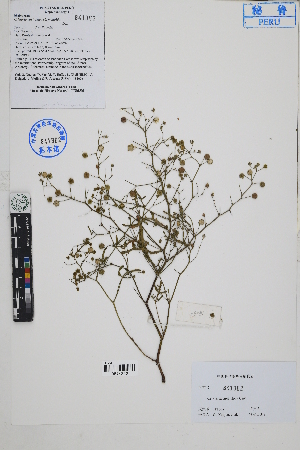  ( - Peru18160a)  @11 [ ] CreativeCommons  Attribution Non-Commercial Share-Alike  Unspecified Herbarium of South China Botanical Garden