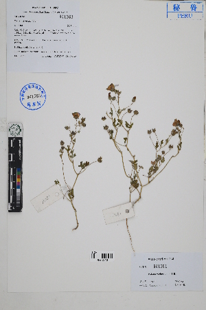  ( - Peru18161)  @11 [ ] CreativeCommons  Attribution Non-Commercial Share-Alike  Unspecified Herbarium of South China Botanical Garden