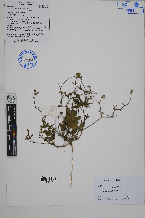  ( - Peru18167)  @11 [ ] CreativeCommons  Attribution Non-Commercial Share-Alike  Unspecified Herbarium of South China Botanical Garden
