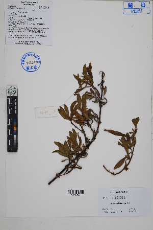  ( - Peru18173)  @11 [ ] CreativeCommons  Attribution Non-Commercial Share-Alike  Unspecified Herbarium of South China Botanical Garden