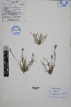  ( - Peru18177)  @11 [ ] CreativeCommons  Attribution Non-Commercial Share-Alike  Unspecified Herbarium of South China Botanical Garden