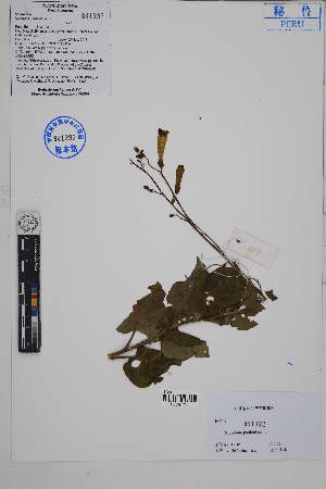  ( - Peru18185)  @11 [ ] CreativeCommons  Attribution Non-Commercial Share-Alike  Unspecified Herbarium of South China Botanical Garden