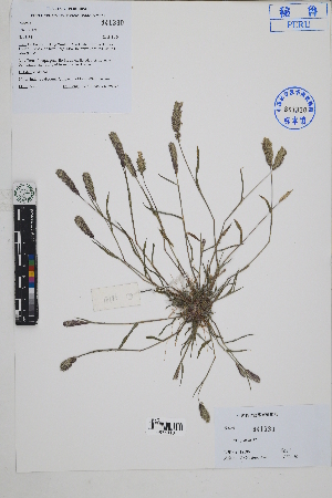  ( - Peru18186)  @11 [ ] CreativeCommons  Attribution Non-Commercial Share-Alike  Unspecified Herbarium of South China Botanical Garden