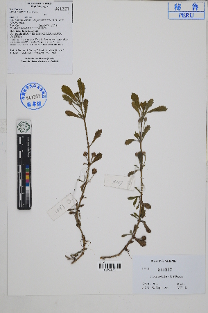  ( - Peru18187)  @11 [ ] CreativeCommons  Attribution Non-Commercial Share-Alike  Unspecified Herbarium of South China Botanical Garden