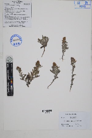  (Gamochaeta purpurea - Peru18189)  @11 [ ] CreativeCommons  Attribution Non-Commercial Share-Alike  Unspecified Herbarium of South China Botanical Garden