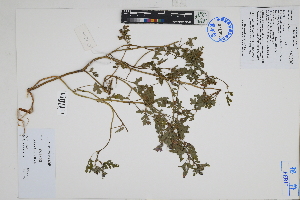  ( - Peru18200)  @11 [ ] CreativeCommons  Attribution Non-Commercial Share-Alike  Unspecified Herbarium of South China Botanical Garden