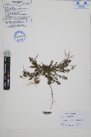  ( - Peru18201)  @11 [ ] CreativeCommons  Attribution Non-Commercial Share-Alike  Unspecified Herbarium of South China Botanical Garden