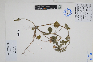  ( - Peru18203)  @11 [ ] CreativeCommons  Attribution Non-Commercial Share-Alike  Unspecified Herbarium of South China Botanical Garden
