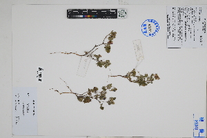  ( - Peru18206)  @11 [ ] CreativeCommons  Attribution Non-Commercial Share-Alike  Unspecified Herbarium of South China Botanical Garden