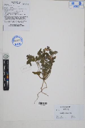  ( - Peru18214)  @11 [ ] CreativeCommons  Attribution Non-Commercial Share-Alike  Unspecified Herbarium of South China Botanical Garden