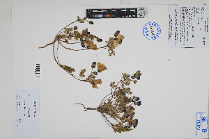  ( - Peru18216)  @11 [ ] CreativeCommons  Attribution Non-Commercial Share-Alike  Unspecified Herbarium of South China Botanical Garden