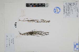  (Linum prostratum - Peru18226)  @11 [ ] CreativeCommons  Attribution Non-Commercial Share-Alike  Unspecified Herbarium of South China Botanical Garden