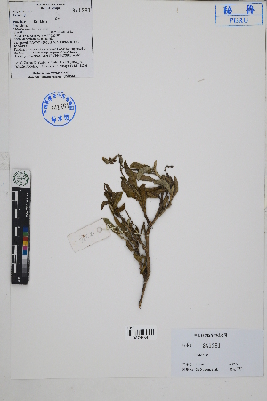  ( - Peru18236)  @11 [ ] CreativeCommons  Attribution Non-Commercial Share-Alike  Unspecified Herbarium of South China Botanical Garden