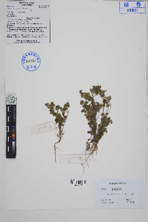  ( - Peru18238)  @11 [ ] CreativeCommons  Attribution Non-Commercial Share-Alike  Unspecified Herbarium of South China Botanical Garden