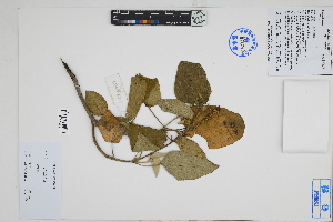  ( - Peru18253)  @11 [ ] CreativeCommons  Attribution Non-Commercial Share-Alike  Unspecified Herbarium of South China Botanical Garden