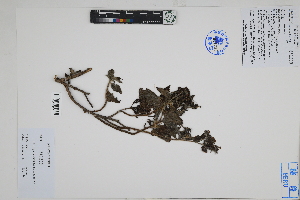  ( - Peru18262)  @11 [ ] CreativeCommons  Attribution Non-Commercial Share-Alike  Unspecified Herbarium of South China Botanical Garden