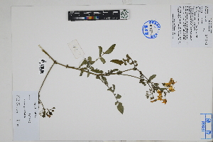  ( - Peru18267)  @11 [ ] CreativeCommons  Attribution Non-Commercial Share-Alike  Unspecified Herbarium of South China Botanical Garden