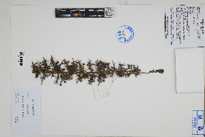  (Lycium stenophyllum - Peru18271)  @11 [ ] CreativeCommons  Attribution Non-Commercial Share-Alike  Unspecified Herbarium of South China Botanical Garden