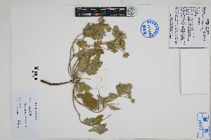  (Palaua velutina - Peru18290)  @11 [ ] CreativeCommons  Attribution Non-Commercial Share-Alike  Unspecified Herbarium of South China Botanical Garden