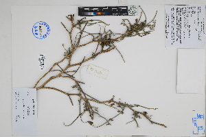  ( - Peru18298)  @11 [ ] CreativeCommons  Attribution Non-Commercial Share-Alike  Unspecified Herbarium of South China Botanical Garden