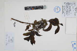  ( - Peru18309)  @11 [ ] CreativeCommons  Attribution Non-Commercial Share-Alike  Unspecified Herbarium of South China Botanical Garden