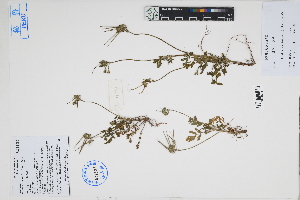  ( - Peru18324b)  @11 [ ] CreativeCommons  Attribution Non-Commercial Share-Alike  Unspecified Herbarium of South China Botanical Garden