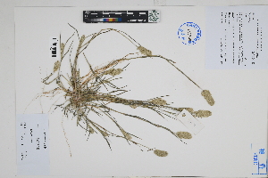  ( - Peru18331)  @11 [ ] CreativeCommons  Attribution Non-Commercial Share-Alike  Unspecified Herbarium of South China Botanical Garden