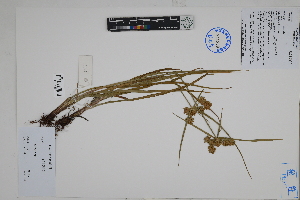  ( - Peru18335)  @11 [ ] CreativeCommons  Attribution Non-Commercial Share-Alike  Unspecified Herbarium of South China Botanical Garden