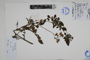  ( - Peru18338)  @11 [ ] CreativeCommons  Attribution Non-Commercial Share-Alike  Unspecified Herbarium of South China Botanical Garden