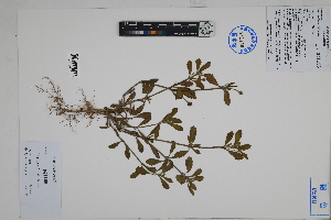  ( - Peru18340)  @11 [ ] CreativeCommons  Attribution Non-Commercial Share-Alike  Unspecified Herbarium of South China Botanical Garden