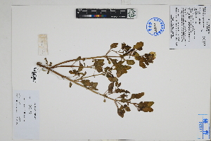  ( - Peru18350)  @11 [ ] CreativeCommons  Attribution Non-Commercial Share-Alike  Unspecified Herbarium of South China Botanical Garden